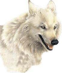 Conte : La légende du loup blanc