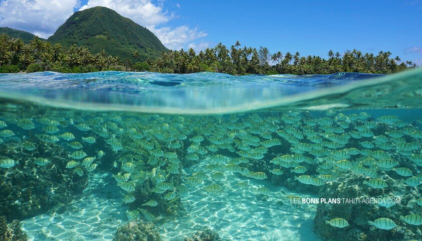 Sorties 12 au 17 mars 2019 à Tahiti